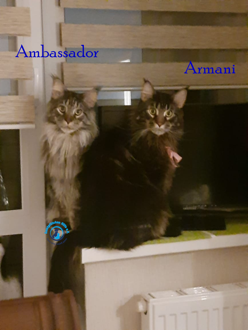 Fremde_Katzen/Armani und Ambassador/Armani und Ambassador02mN.jpg